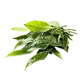 Tea tree