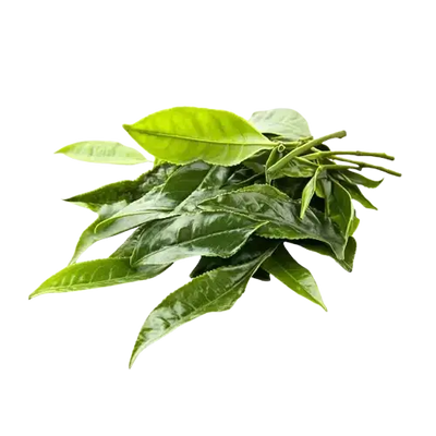 Tea tree