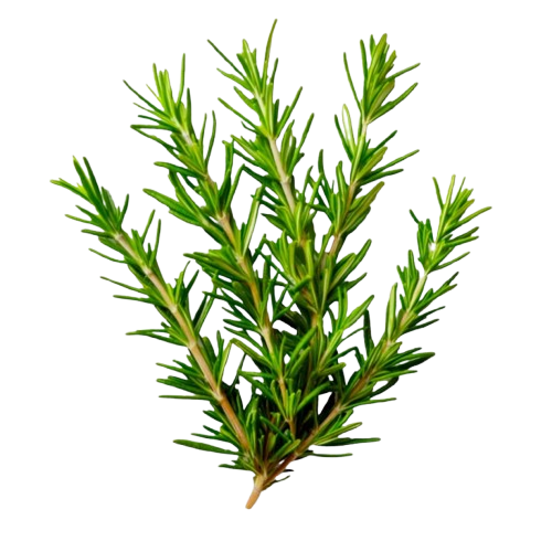 Rosemary