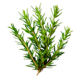 Rosemary