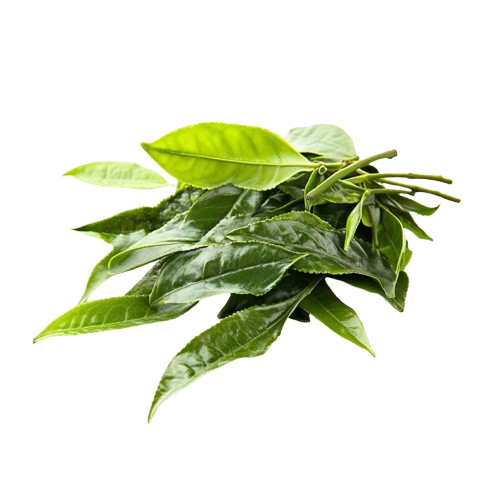 Tea Tree
