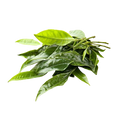 Tea Tree